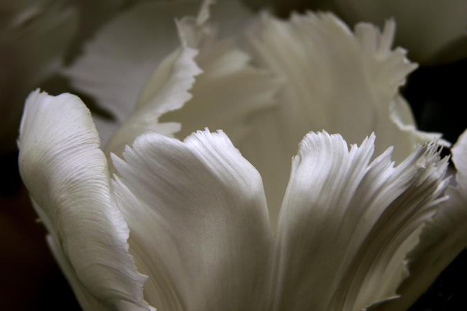 White Tulip White Tulip
