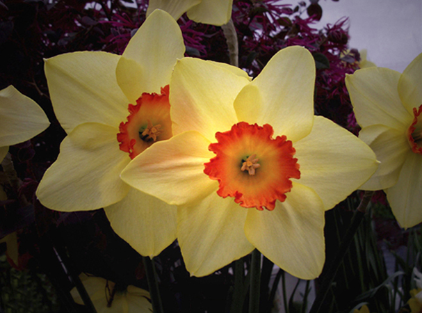 Two Narcissus Two Narcissus