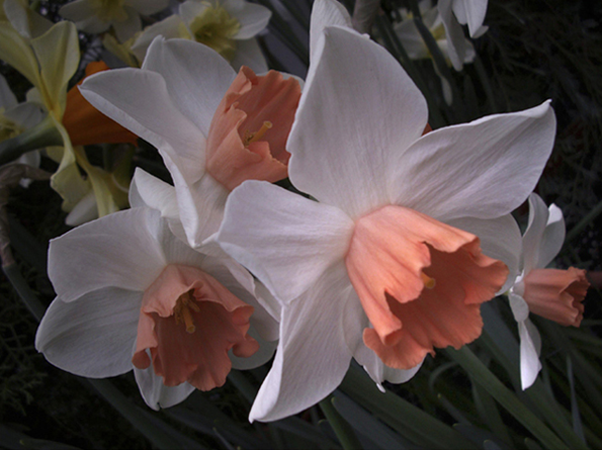 Daffodils with Coral Center Daffodils with Coral Center