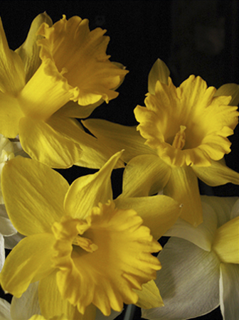Trumpet Daffodils Trumpet Daffodils