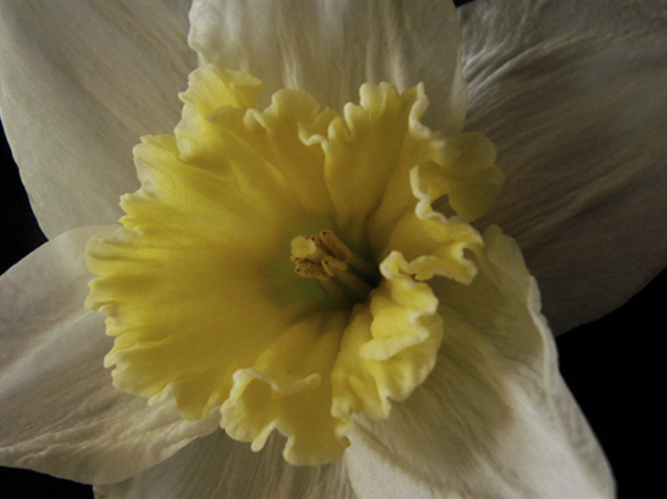 Daffodil with Yellow Center Daffodil with Yellow Center