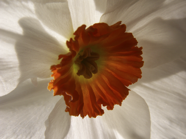 Narcissus with Orange Center Narcissus with Orange Center