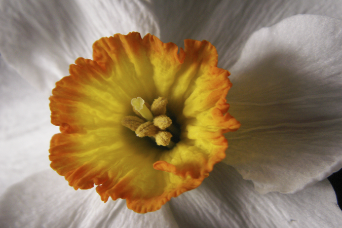 Narcissus with Variegated Center Narcissus with Variegated Center