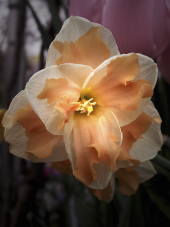 Double Daffodil Double Daffodil