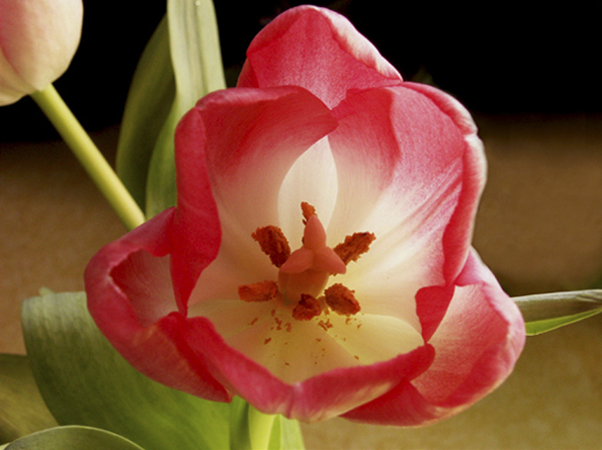Pink Tulip Pink Tulip