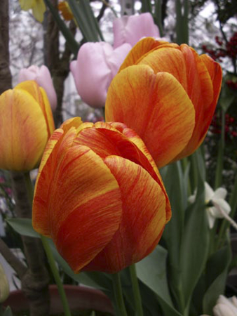 Mixed Tulips Mixed Tulips
