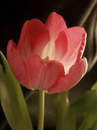 Pink Tulip Two Pink Tulip Two