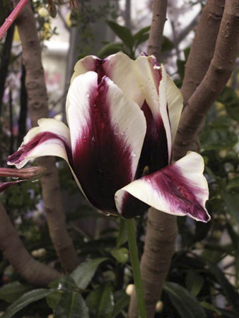 Variegated Tulip Variegated Tulip