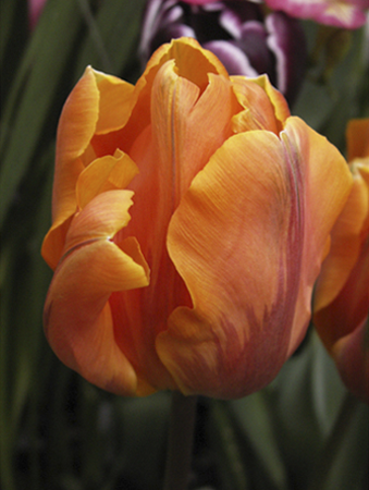 Tulip Princess Irene Tulip Princess Irene