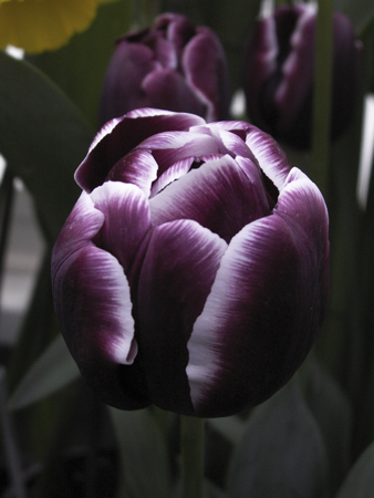 Variegated Purple Tulip Variegated Purple Tulip