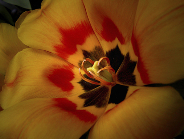 Tulip Flair with Omni Tulip Flair with Omni