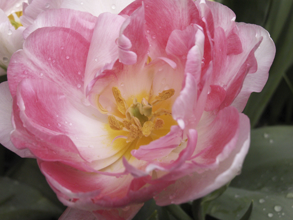 Tulip Angelique Tulip Angelique