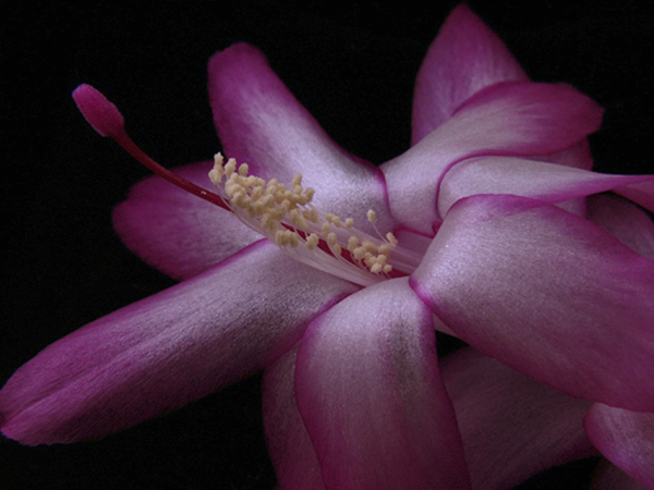 Christmas Cactus One Christmas Cactus One