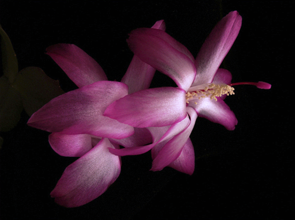 Christmas Cactus Two Christmas Cactus Two