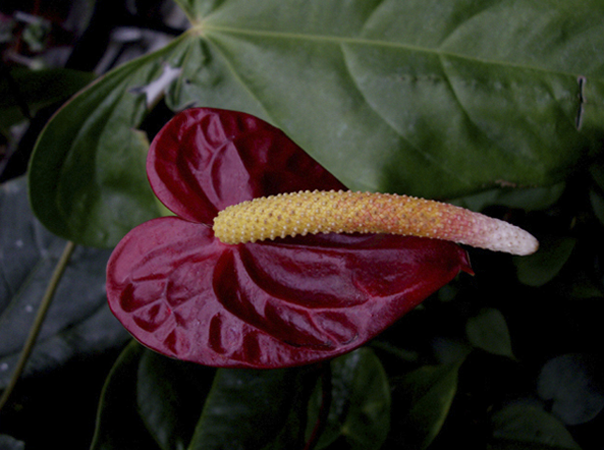 Red Tropical Flower Red Tropical Flower