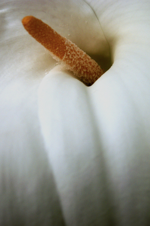 White Tropical Flower White Tropical Flower