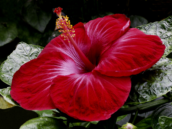 Red Hibiscus Red Hibiscus