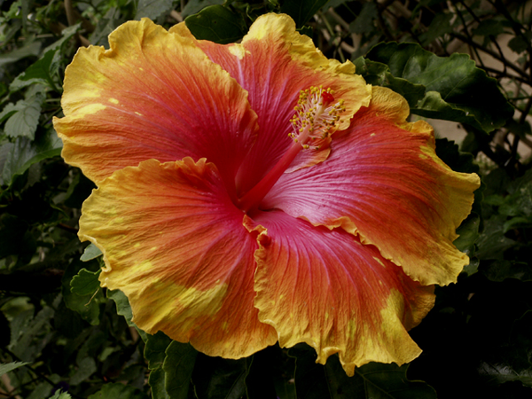 Variegated Hibiscus Variegated Hibiscus