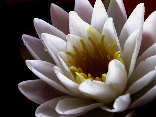 Water Lily Water Lily