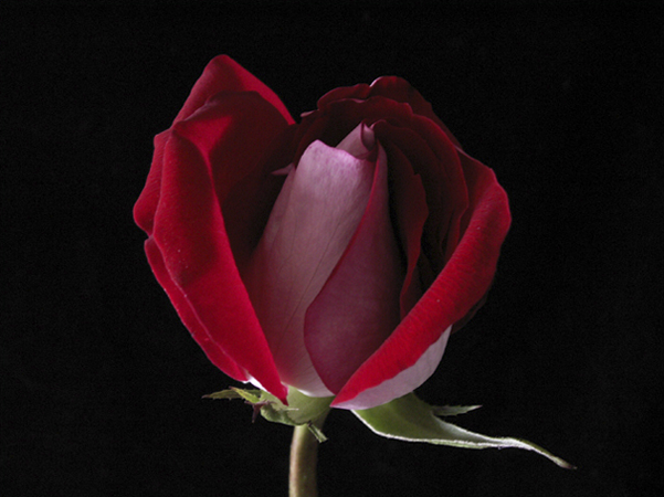 Red Rose Red Rose