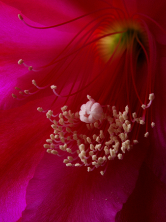 Cactus Flower Interior Cactus Flower Interior
