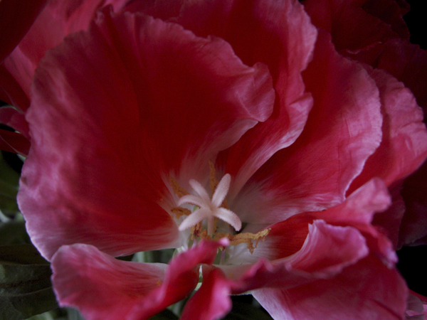 Godetia Godetia