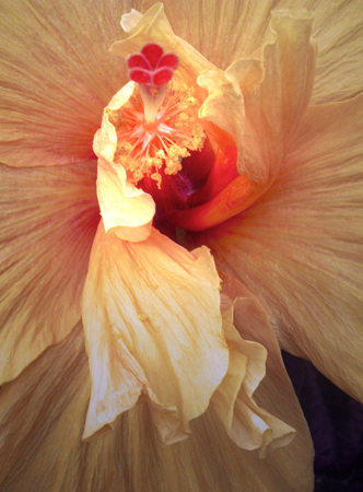 Hibiscus Interior Hibiscus Interior