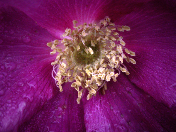 Rosa Rugosa Rosa Rugosa