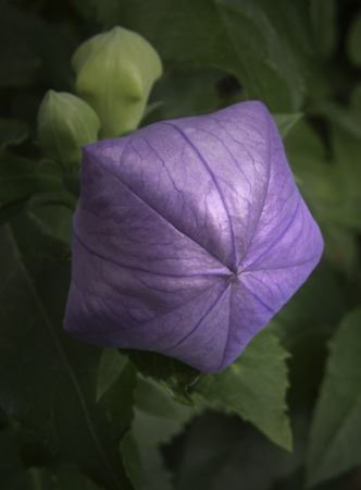 Balloon Flower Balloon Flower