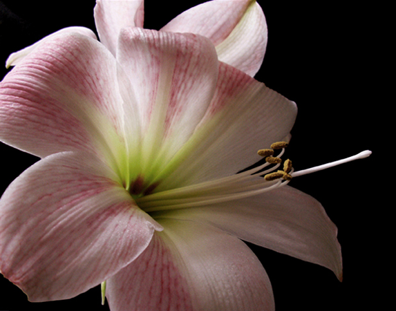 Amaryllis – Single Bloom Amaryllis – Single Bloom