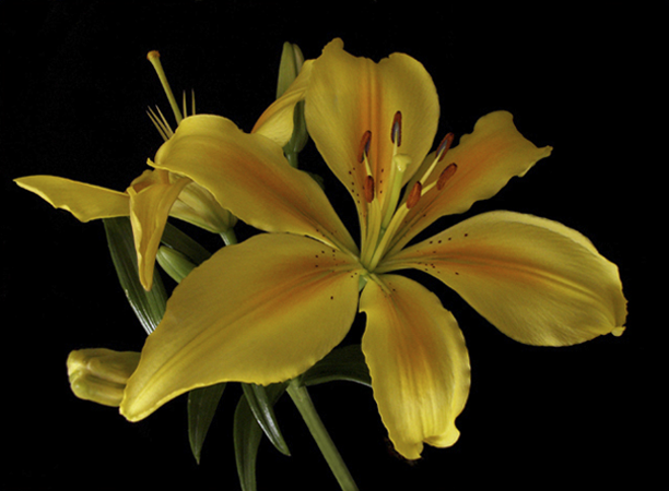 Yellow Lily Yellow Lily