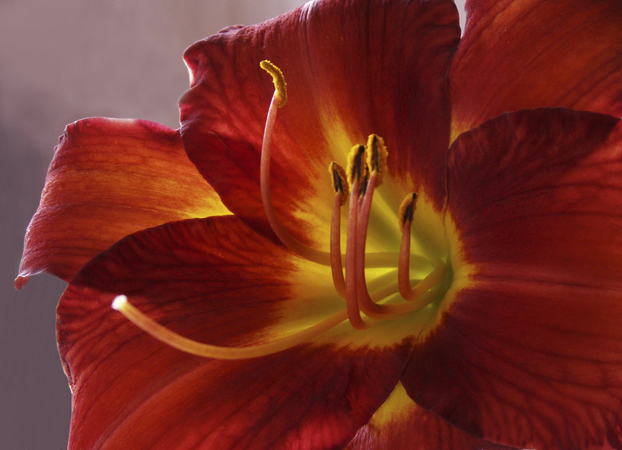 Red Lily Red Lily