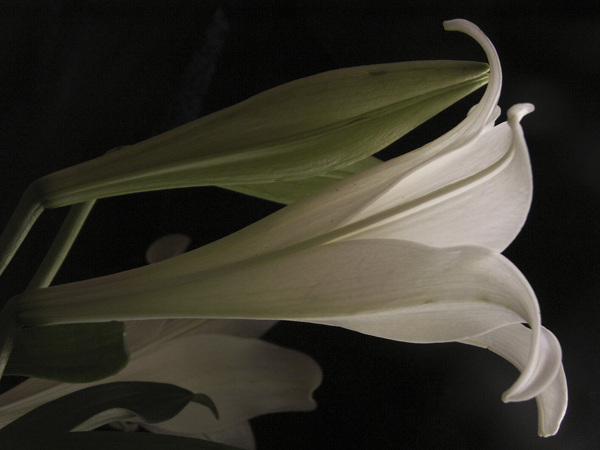 Easter Lily One Easter Lily One