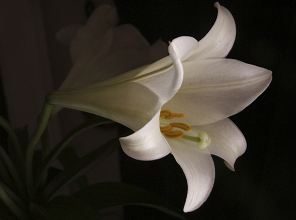 Easter Lily Two Easter Lily Two