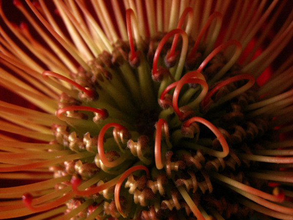 Pin Cushion Protea (Hawaiian) Pin Cushion Protea (Hawaiian)