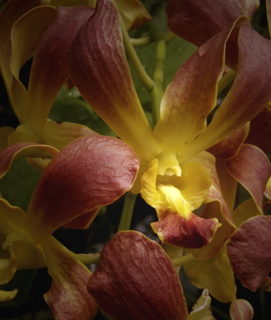 Sienna and Yellow Orchid Sienna and Yellow Orchid