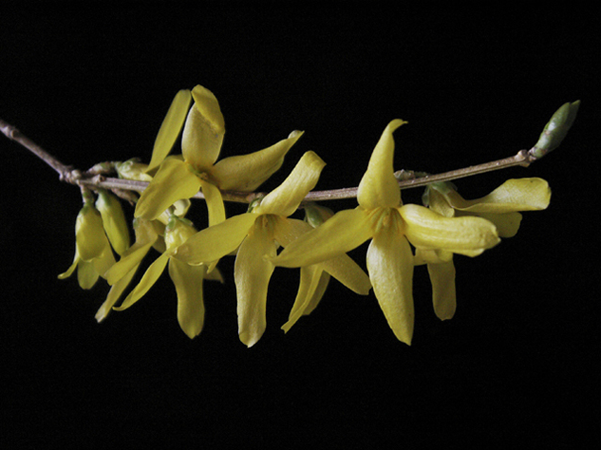 Forsythia Forsythia