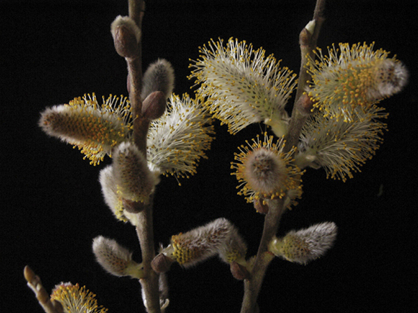 Pussy Willow Pussy Willow