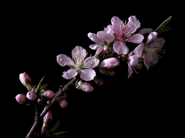 Peach Blossom Peach Blossom