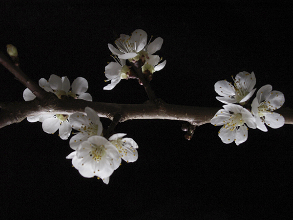 Cherry Blossom Cherry Blossom