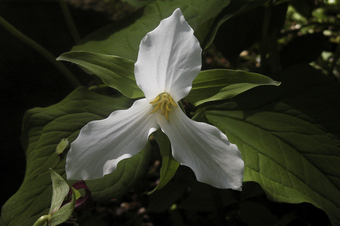White Trillium White Trillium