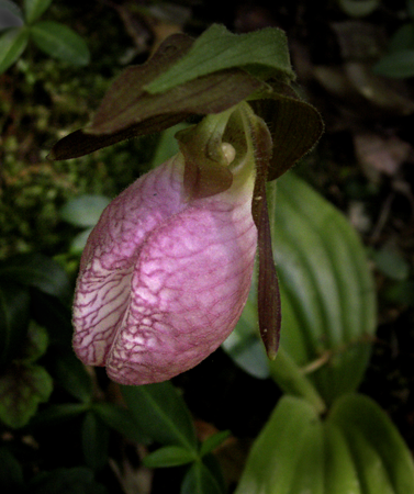 Pink Lady Slipper Pink Lady Slipper
