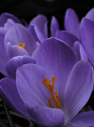 Crocuses Crocuses