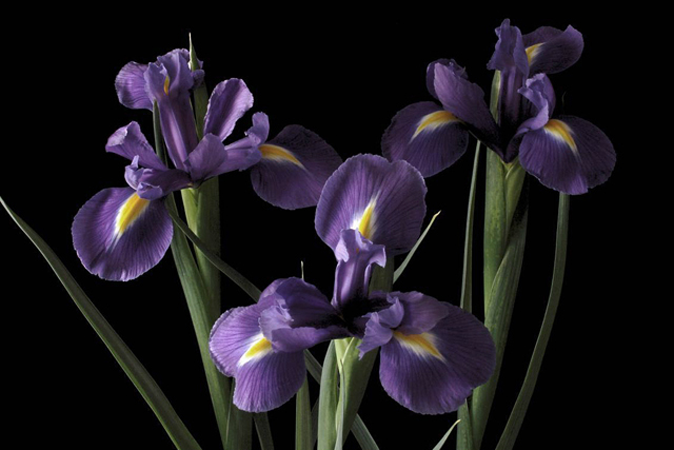 Purple Irises Purple Irises