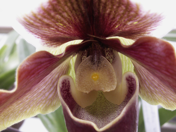 Orchid Close Up Orchid Close Up