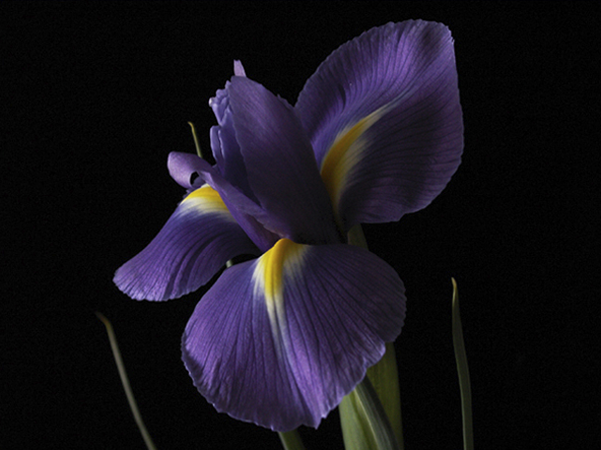 Single Purple Iris Single Purple Iris