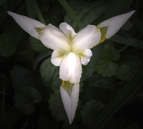 White Iris White Iris