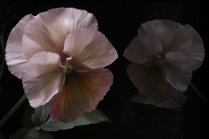 Pansy Pansy