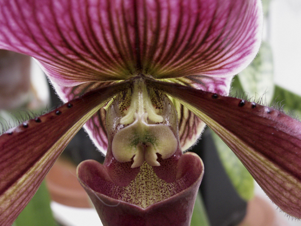 Paphiopedilum Miracle Victory Paphiopedilum Miracle Victory