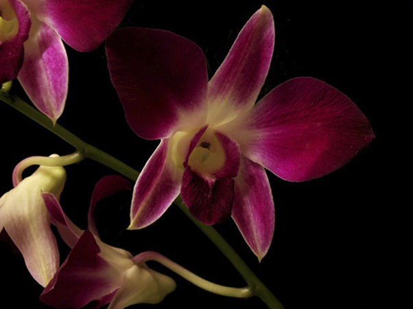 Cymbidium Orchid Cymbidium Orchid